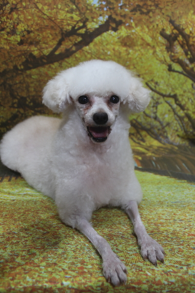 トイプードルブリーダーの成犬、トリミング画像