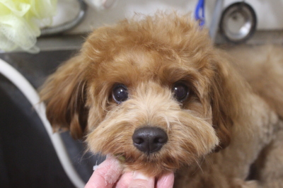 千葉県鎌ケ谷市のミックス犬の歯磨き画像