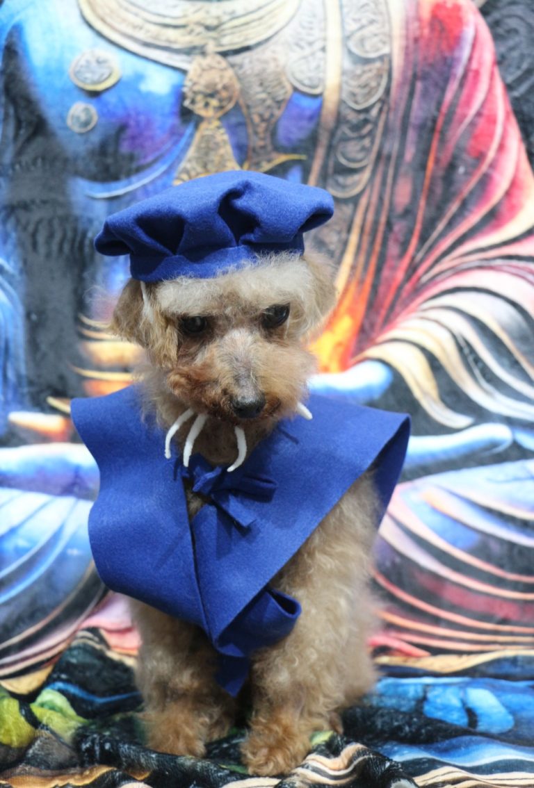 トイプードル高齢犬お祝い蒼寿ちゃんちゃんこ帽子画像