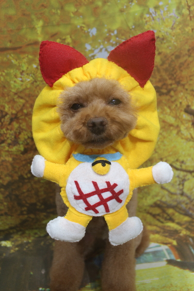 千葉県鎌ケ谷市のトイプードルのトリミング画像