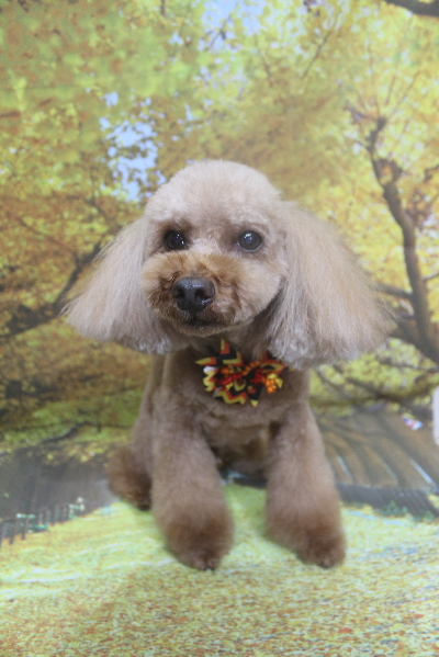 千葉県鎌ケ谷市のトイプードルのトリミング画像