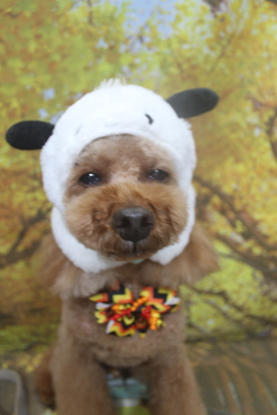 千葉県鎌ケ谷市のトイプードルのトリミング画像