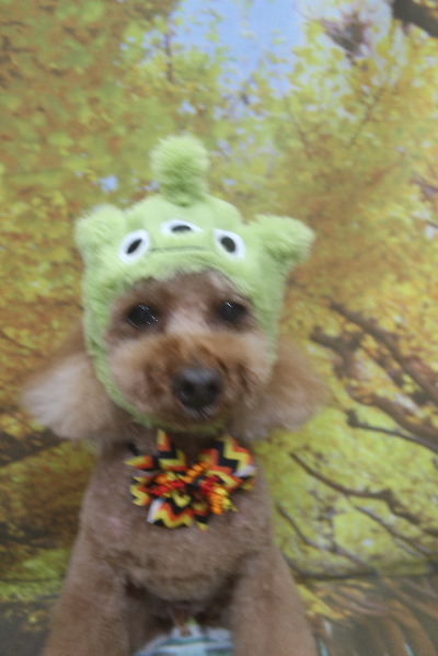 千葉県鎌ケ谷市のトイプードルのトリミング画像