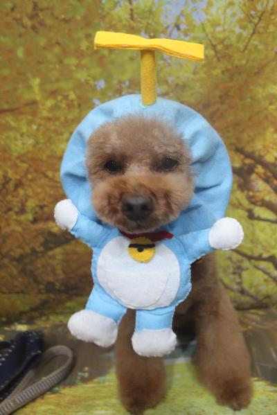 千葉県鎌ケ谷市のトイプードルのトリミング画像