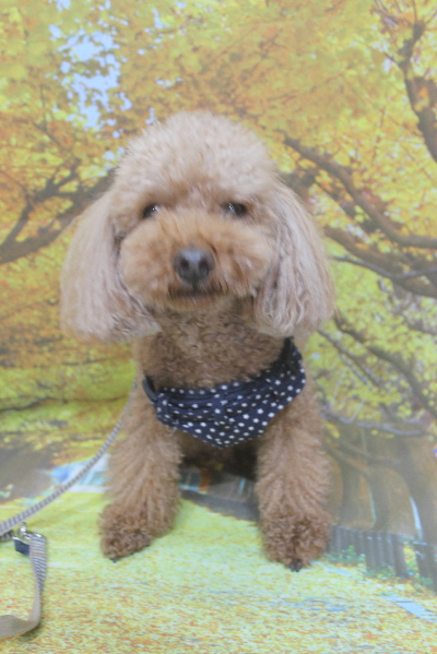 千葉県鎌ケ谷市のトイプードルのトリミング前画像