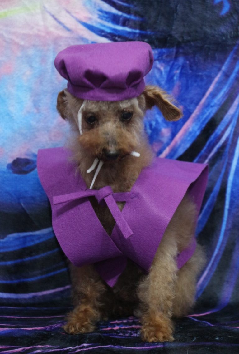 トイプードル高齢犬お祝い喜寿ちゃんちゃんこ帽子画像