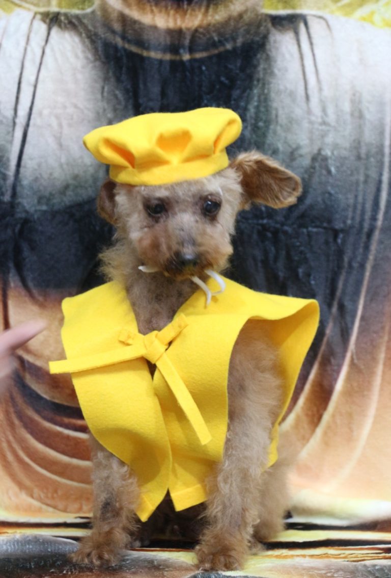トイプードル高齢犬お祝い傘寿ちゃんちゃんこ帽子画像