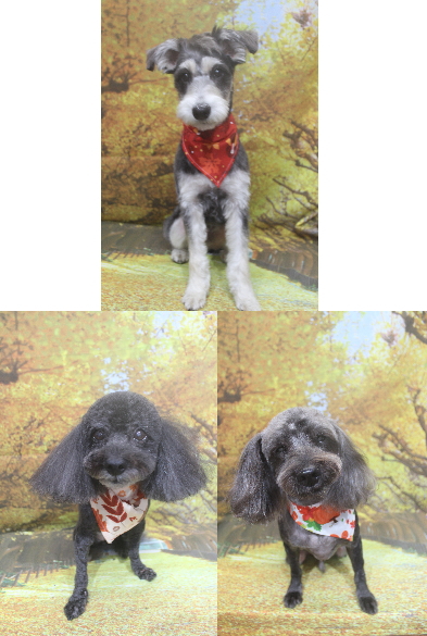 千葉県鎌ヶ谷市ミックス犬のトリミン画像