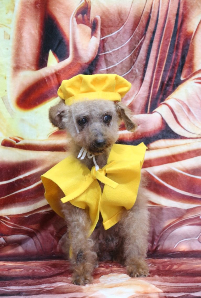トイプードル高齢犬お祝い米寿ちゃんちゃんこ帽子画像