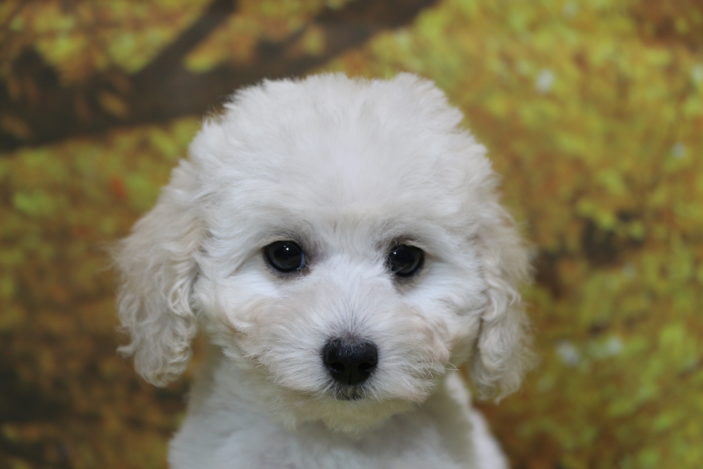 タイニープードルホワイト(白)子犬の女の子、生後2ヶ月。千葉県鎌ヶ谷市船橋市ブリーダー画像