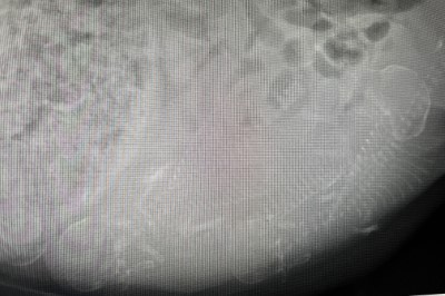 トイプードルアプリコット妊娠犬のレントゲン写真