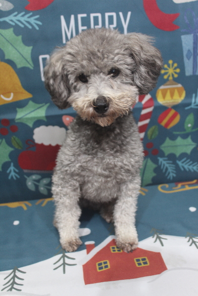 トイプードルブリーダーの成犬、トリミング前画像