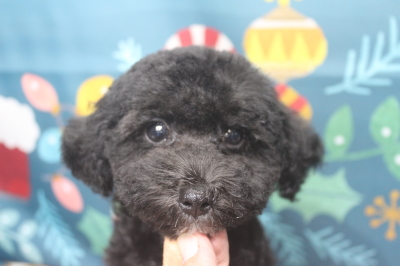 トイプードルブリーダーの子犬、トリミング画像