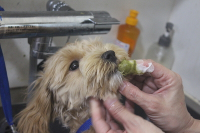 千葉県船橋市のミックス犬の歯磨き画像