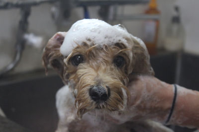 千葉県船橋市のミックス犬のシャンプー画像