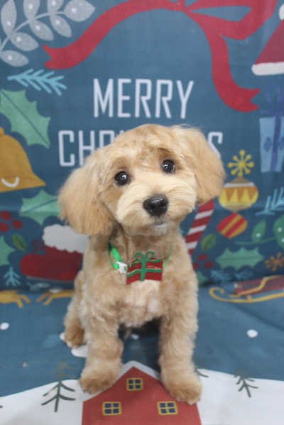千葉県船橋市のミックス犬のトリミング画像
