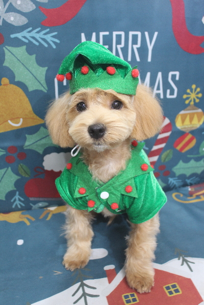 千葉県船橋市のミックス犬のトリミング画像