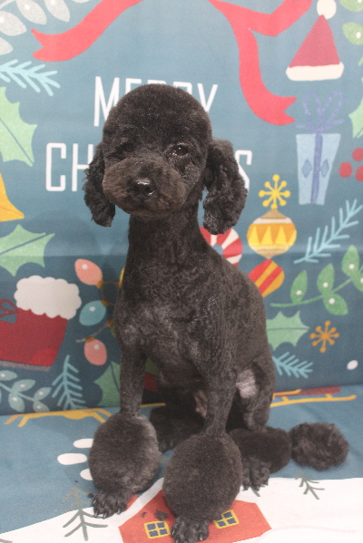 トイプードルブリーダーの成犬、トリミング画像