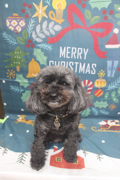 千葉県印西市のトイプードルのトリミング前画像