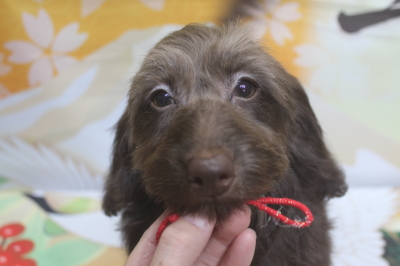 トイプードルブリーダーの子犬、トリミング画像