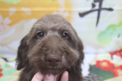 トイプードルブリーダーの子犬、トリミング画像