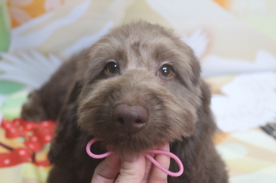 トイプードルブリーダーの子犬、トリミング画像