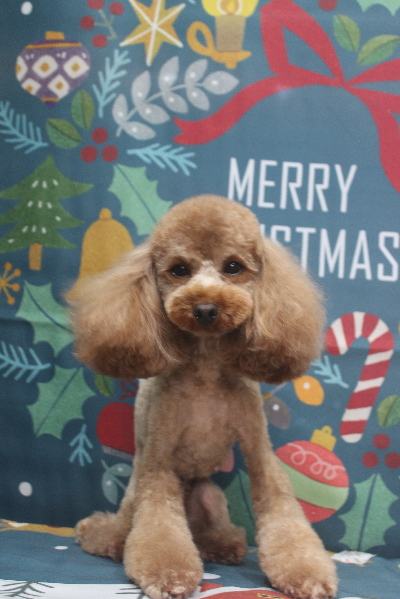 トイプードルブリーダーの成犬、トリミング画像