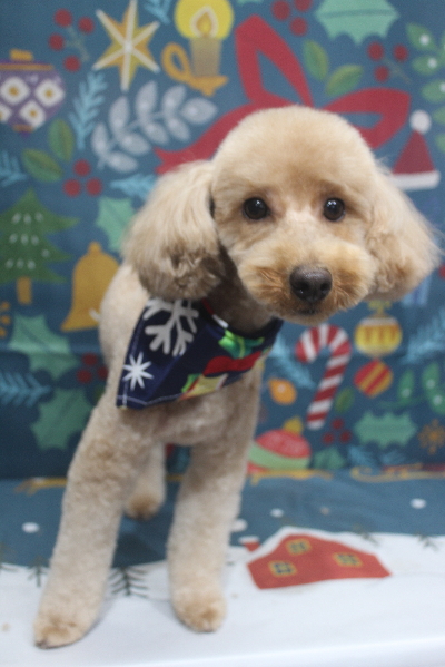 千葉県印西市のトイプードルのトリミング画像