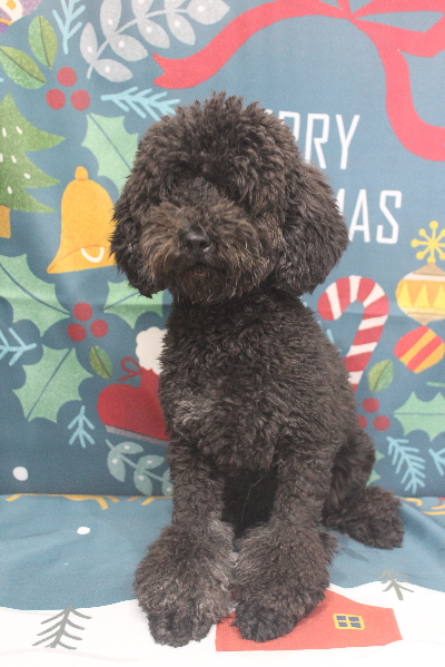 トイプードルブリーダーの成犬、トリミング前画像