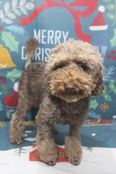 トイプードルブリーダーの成犬，トリミング前画像