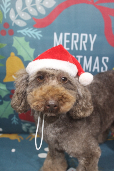 トイプードルブリーダーの成犬，トリミング画像