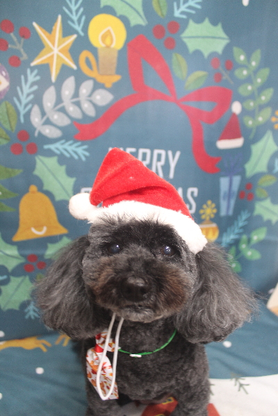 千葉県印西市のトイプードルのトリミング画像