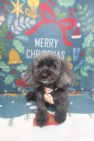 千葉県印西市のトイプードルのトリミング画像