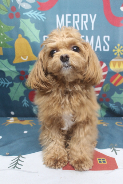 千葉県船橋市のミックス犬のトリミング前画像