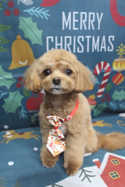 千葉県船橋市のミックス犬のトリミング画像
