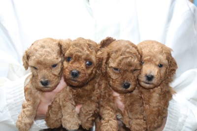トイプードルレッドアプリコット子犬、男の子2頭女の子2頭、生後4週間。千葉県鎌ヶ谷市船橋市ブリーダー画像