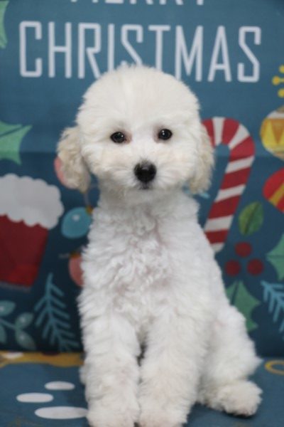 トイプードル子犬ホワイト(白)男の子オス、生後2ヶ月半。千葉県鎌ヶ谷市船橋市ブリーダー画像