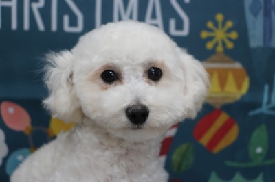 タイニープードル子犬ホワイト(白)男の子、生後5ヶ月半、千葉県鎌ヶ谷市船橋市ブリーダー画像