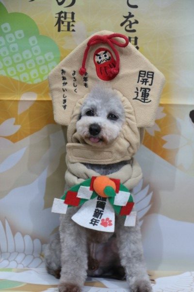 犬のトリミング、被り物・洋服の写真撮影サービス。千葉県鎌ヶ谷市船橋市市川市柏市のブリーダー兼トリミングサロン画像