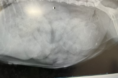タイニープードル妊娠犬レントゲン写真