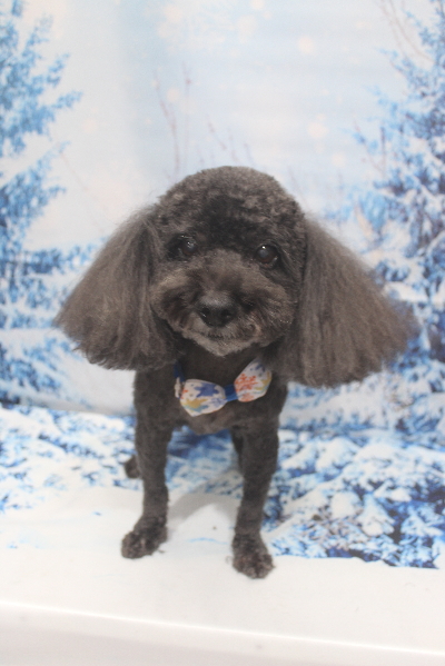 千葉県鎌ヶ谷市ミックス犬のトリミン画像