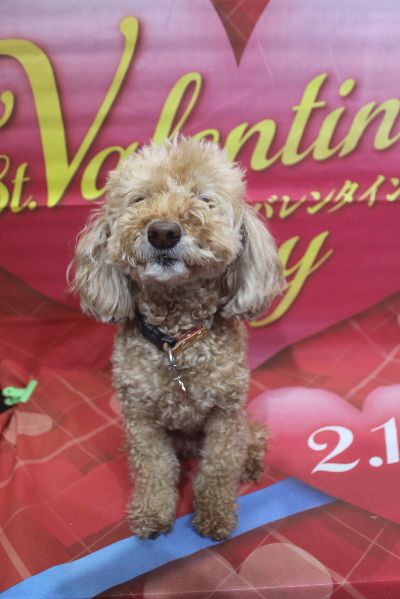 千葉県松戸市のトイプードルのトリミング前画像