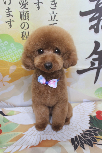 東京都大田区のトイプードルのトリミング画像