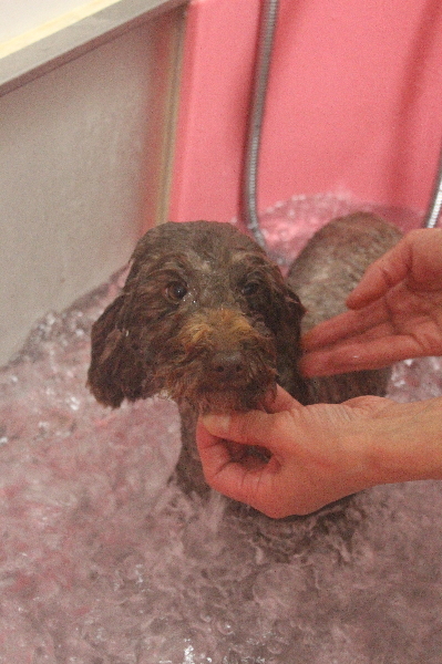 トイプードルブリーダーの成犬、オゾンバブル温浴画像