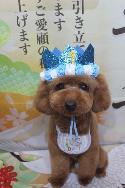 東京都大田区のトイプードルのトリミング画像