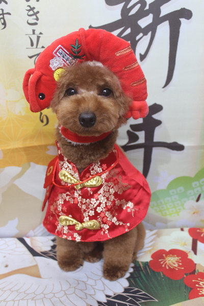 東京都大田区のトイプードルのトリミング画像