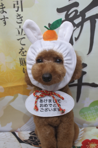 東京都大田区のトイプードルのトリミング画像