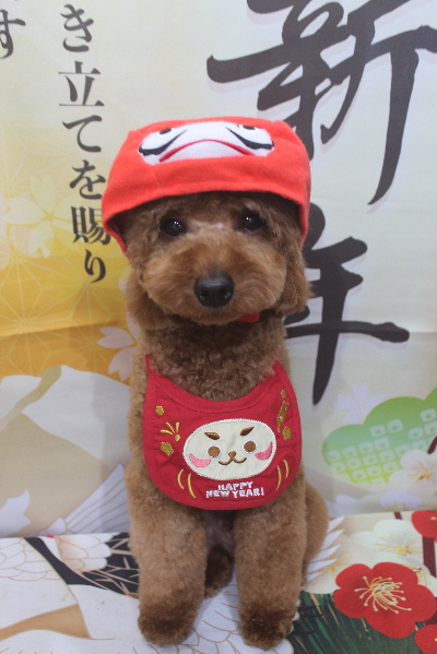 東京都大田区のトイプードルのトリミング画像