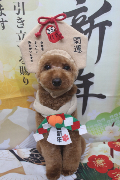 東京都大田区のトイプードルのトリミング画像