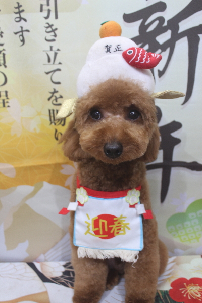 東京都大田区のトイプードルのトリミング画像